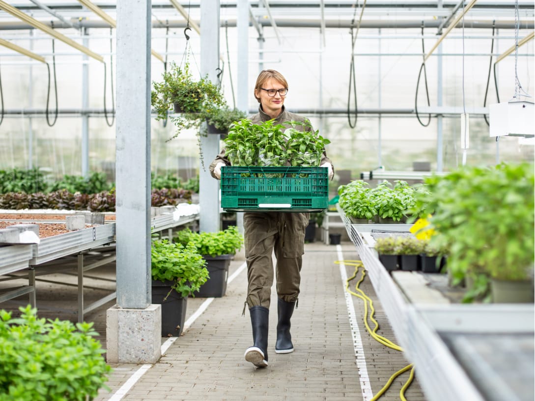 Woman walking through a greenhouse carrying a create of vegetable starters